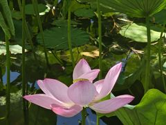-莲花池公园