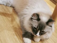 -滚猫咖啡·猫咖·猫友好撸猫(未来城店)