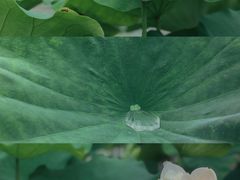 -南山植物园