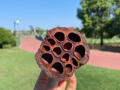-荷兰花海
