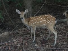 -清迈夜间动物园