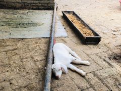 -武汉紫薇都市田园