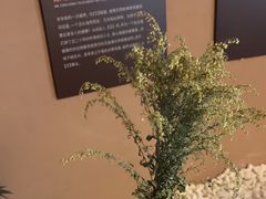 -端艾堂·SPA·艾灸(棕榈泉013店)