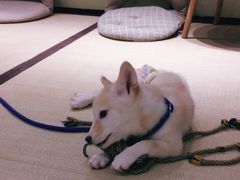-逗柴咖啡屋·狗咖猫咖宠物桌游