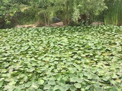 -秀丽东方