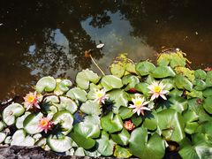 -深圳国际园林花卉博览园