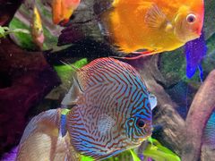 -上海海洋水族馆