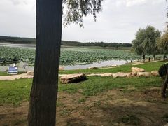 -丁香湖公园