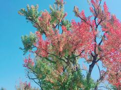 -武汉紫薇都市田园