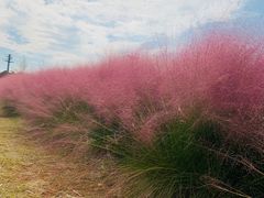 -鹅湖玫瑰文化园