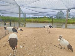 -盐城丹顶鹤湿地生态旅游区