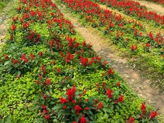 -天适樱花悠乐园