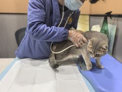 -半岛宠物医院24小时(西派城店)