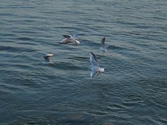 -福田红树林生态公园