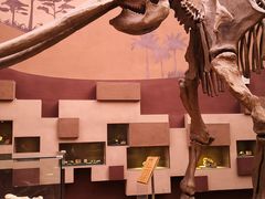 -陕西自然博物馆