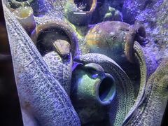 -太平洋海底世界