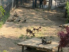 -大连森林动物园