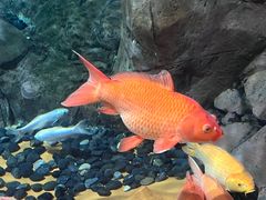 -上海海洋水族馆