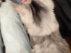 -滚猫咖啡·猫咖·猫友好撸猫(未来城店)