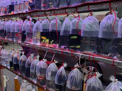 -中环花鸟鱼虫市场