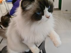 -平行世界·猫咖(首经贸店)