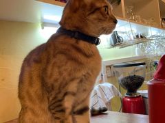 -猫色咖啡·猫咖