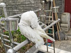 -老北京风情街