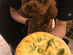 -百好乐宠物友好餐厅(朝外大街店)