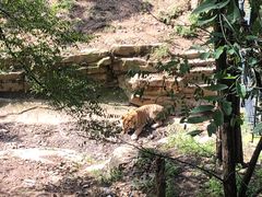 -大连森林动物园