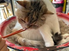 -平行世界·猫咖(首经贸店)
