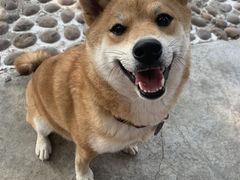 -柴犬高等学院·狗咖·柴犬售卖·宠物训练