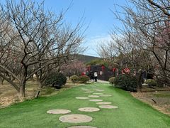 -香雪海