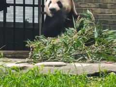 -都江堰中华大熊猫苑