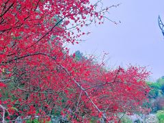 -棠湖公园