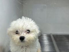 -萌宠之家·腊肠犬·马尔泰·小体犬舍