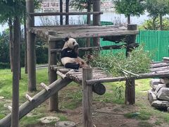-西霞口神雕山野生动物世界