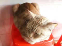-胡椒猪肚汤(康王店)