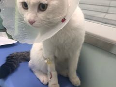 -宠福鑫康馨动物医院·骨科·眼科