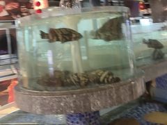 -海派美食·家宴海鲜青岛菜·石锅鲽鱼头(东方城店)