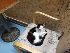 -猫色咖啡·猫咖