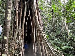 -中国科学院西双版纳热带植物园