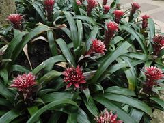 -南山植物园