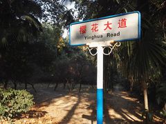 -武汉大学-樱园
