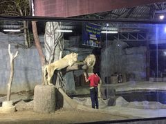 -清迈夜间动物园