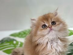 -青奢宠物·青奢猫舍