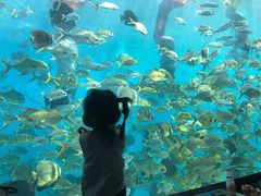 -瑞德姆美人鱼海底演艺主题餐厅(亚龙湾店)