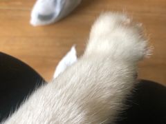 -Husky Go! 哈士奇体验馆·宠物咖啡厅狗咖