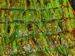 -白玉串城(南六中路店)