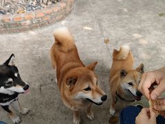 -柴犬高等学院·狗咖·柴犬售卖·宠物训练