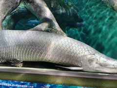 -上海海洋水族馆